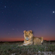 Illustration for article titled 13 Sensational Camera Trap Photos of African Animals At Night